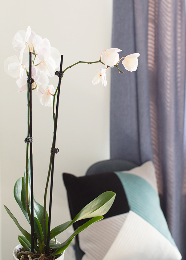When Do Orchids Die And Bloom